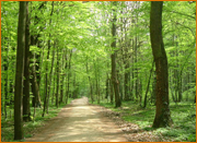 Heimischer Wald